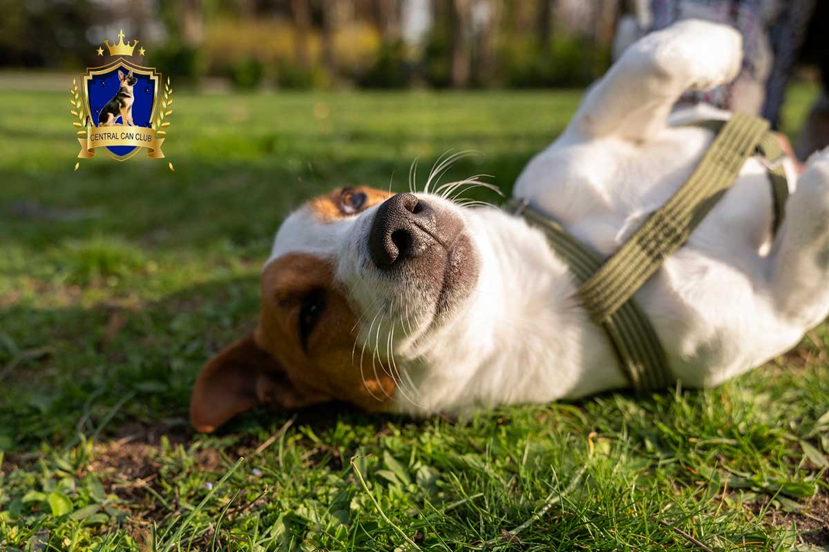 Adiestramiento canino en Bogotá