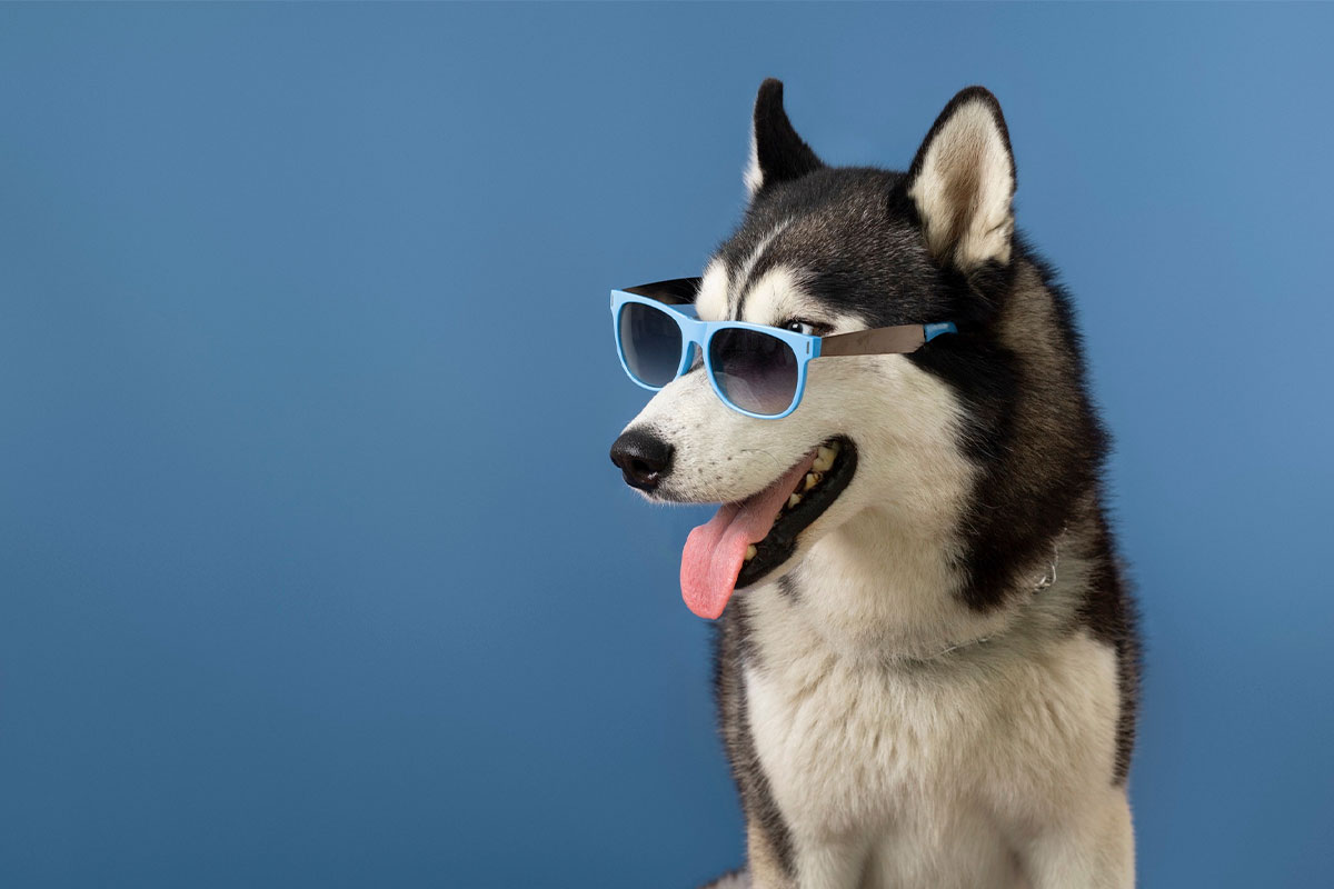 Cómo elegir el mejor Hotel Canino al norte de Bogotá