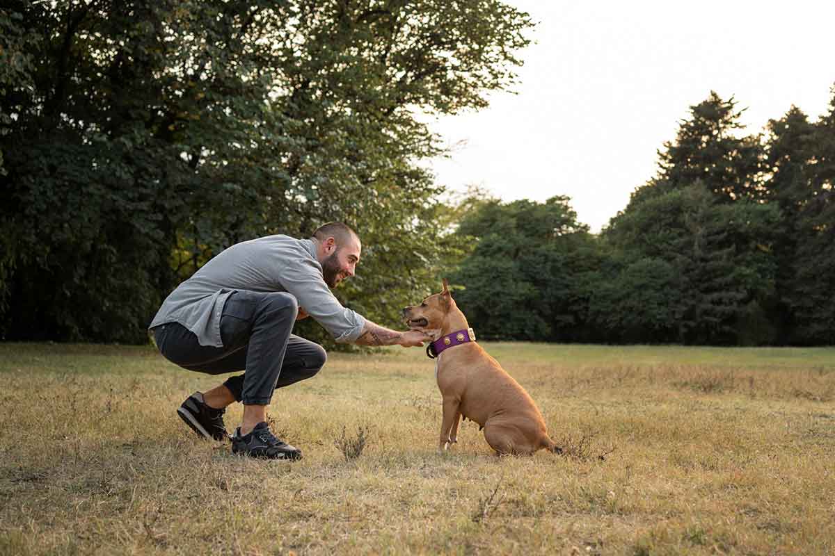 Dónde adiestrar correctamente un perro