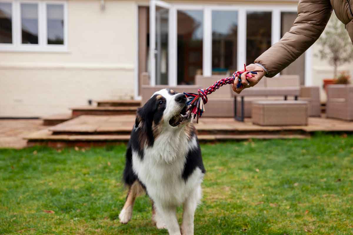 Beneficios reales de un Colegio para perros