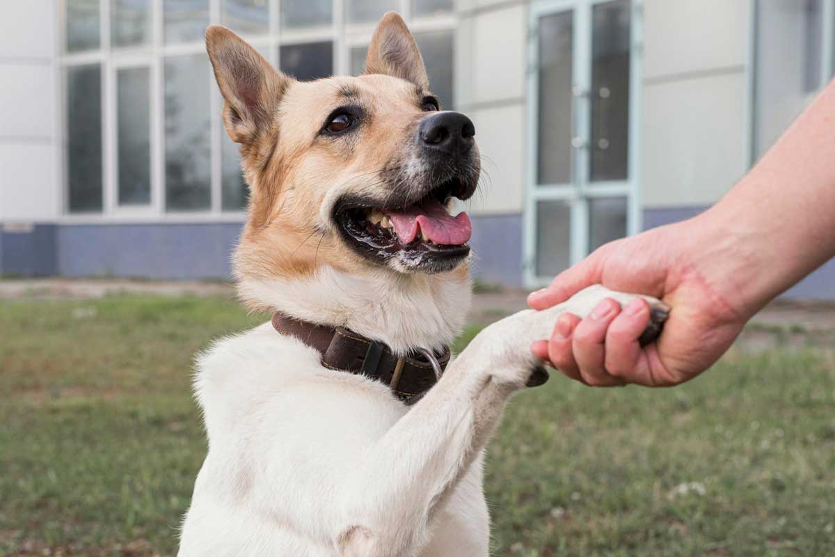 Por qué es fundamental aprender cómo educar a mi perro