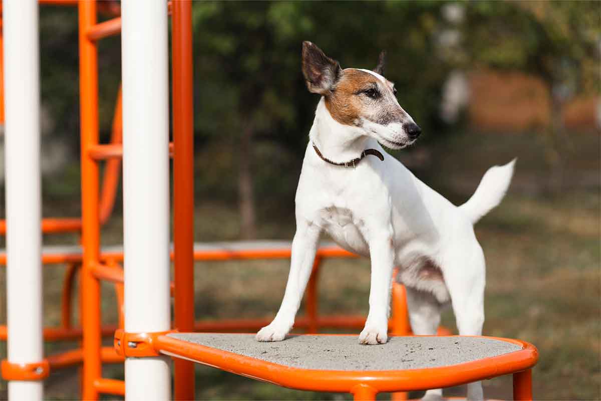 Qué es un Colegio para perros
