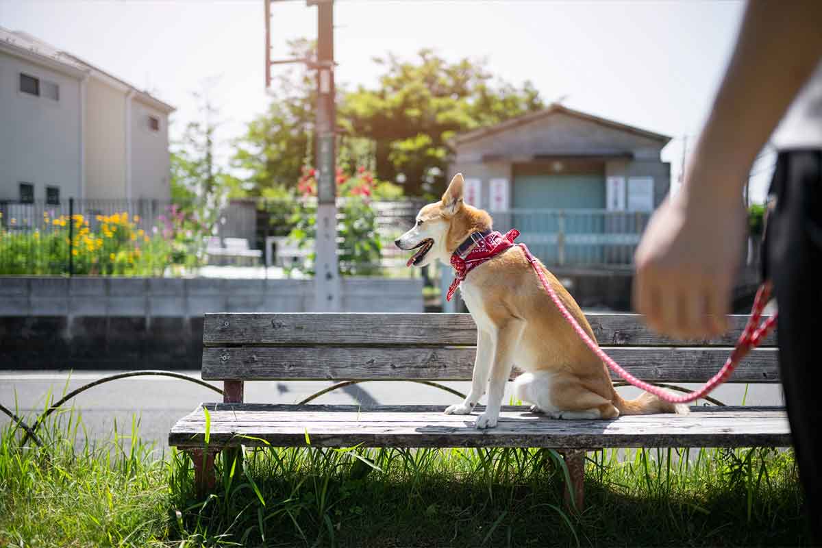Servicios incluidos dentro del Colegio para perros de Central Can Club