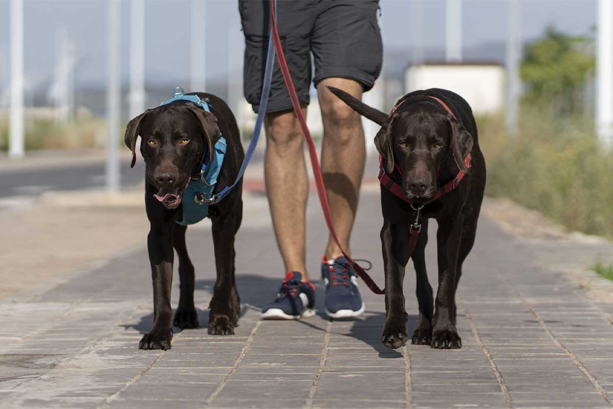 Diferencias entre guarderia canina Bogotá y paseadores de perros Bogotá
