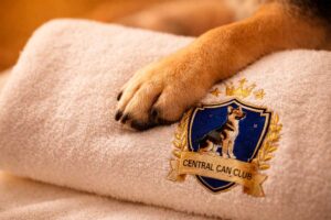 Hotel canino en 2026