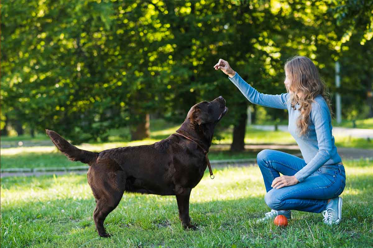 La importancia del adiestramiento dentro del cuidado de mascotas