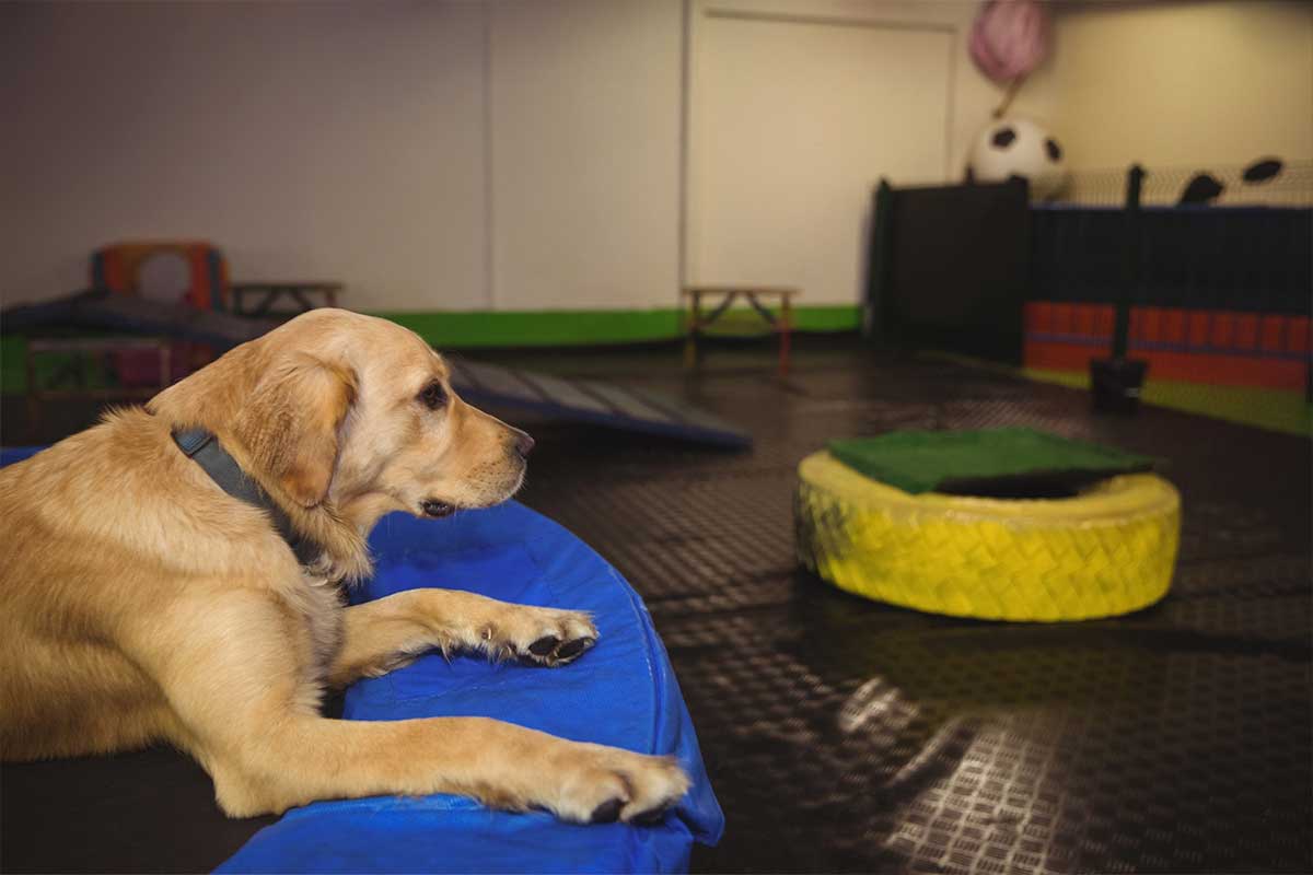 La tendencia social que impulsa el hotel canino en 2026