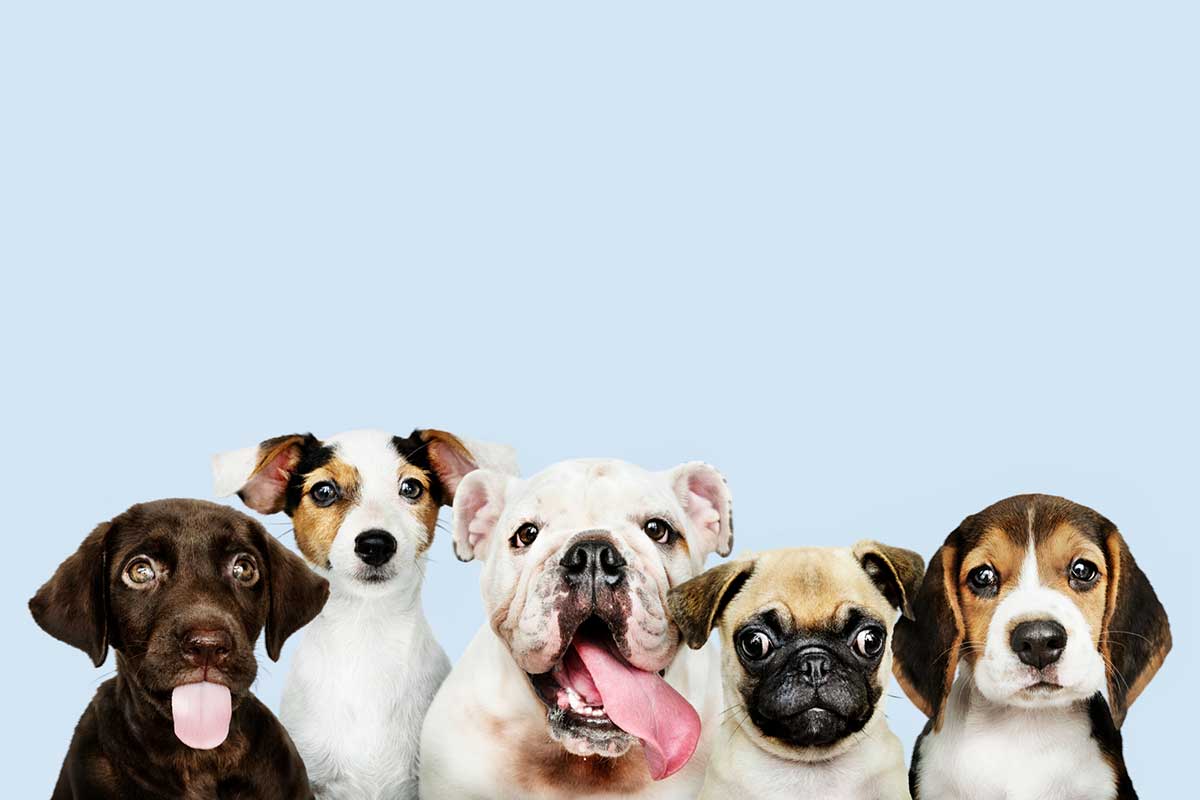Qué es realmente una guarderia canina Bogotá