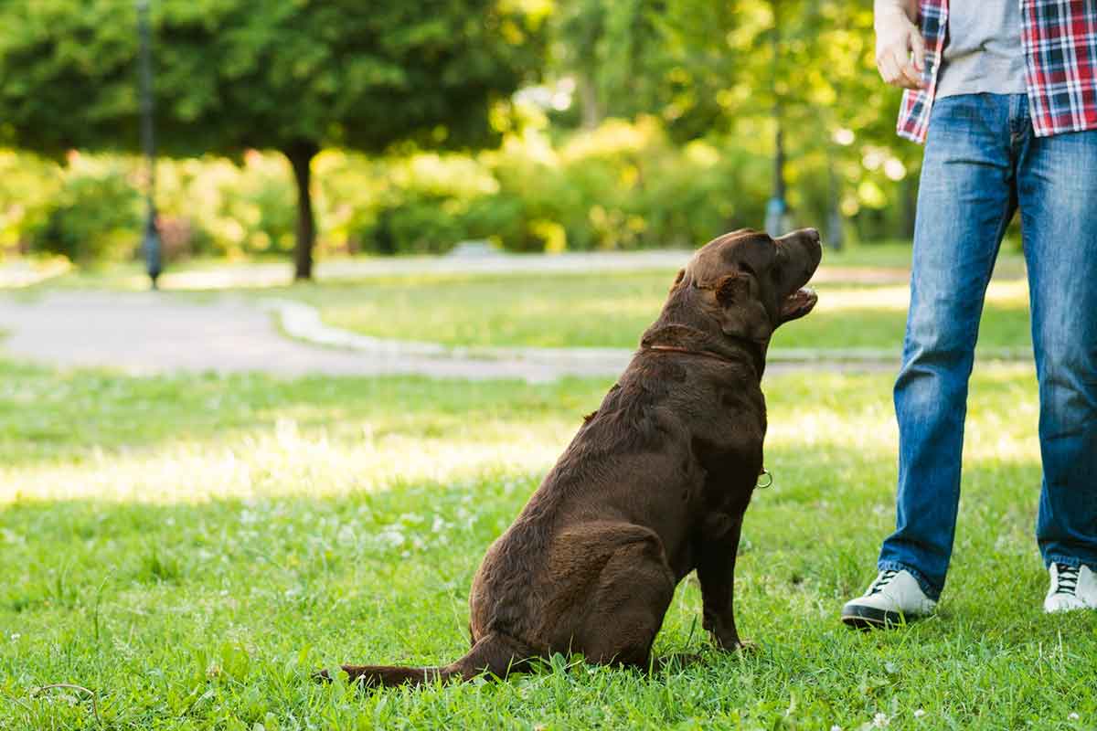 Servicios complementarios que fortalecen la guarderia canina Bogotá