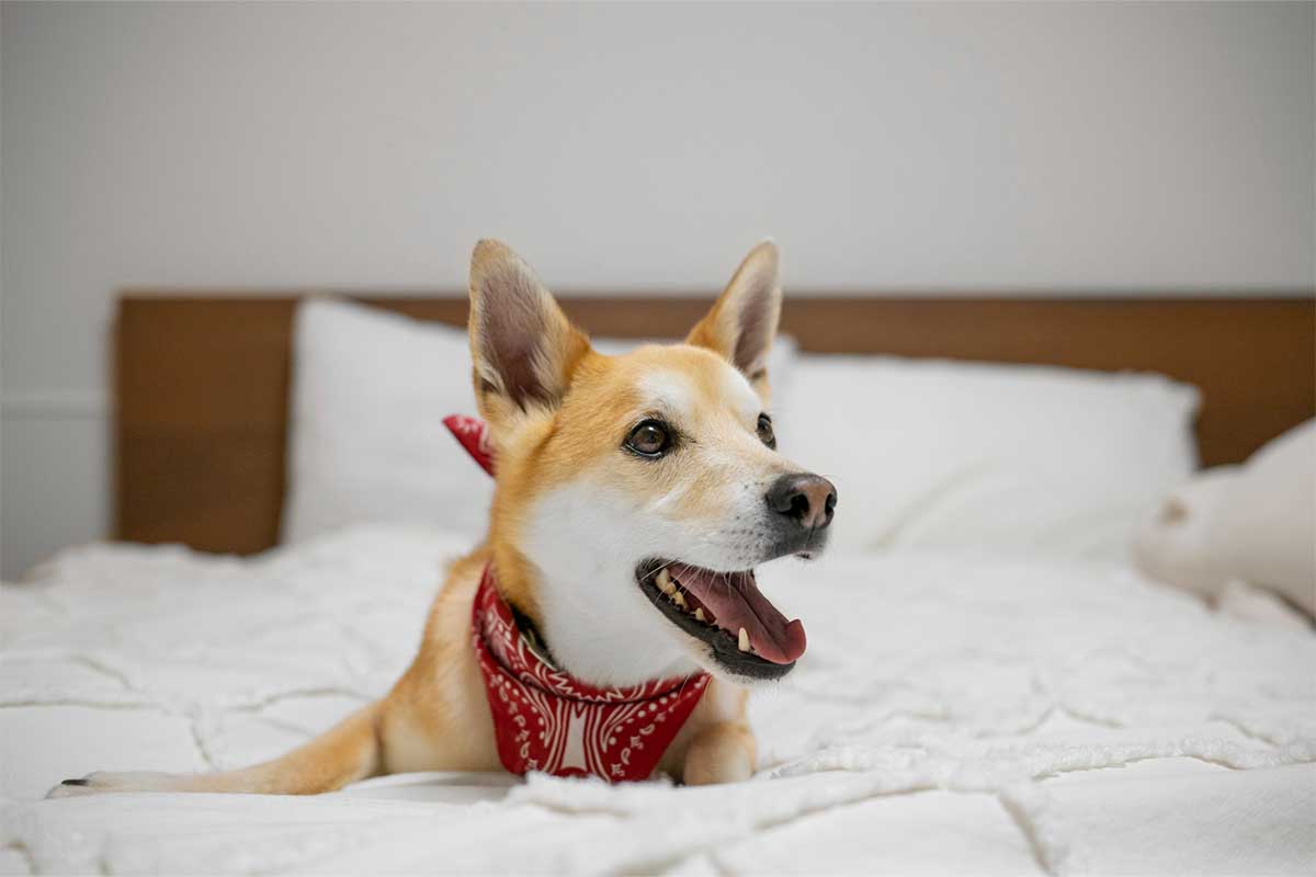 guarderia canino