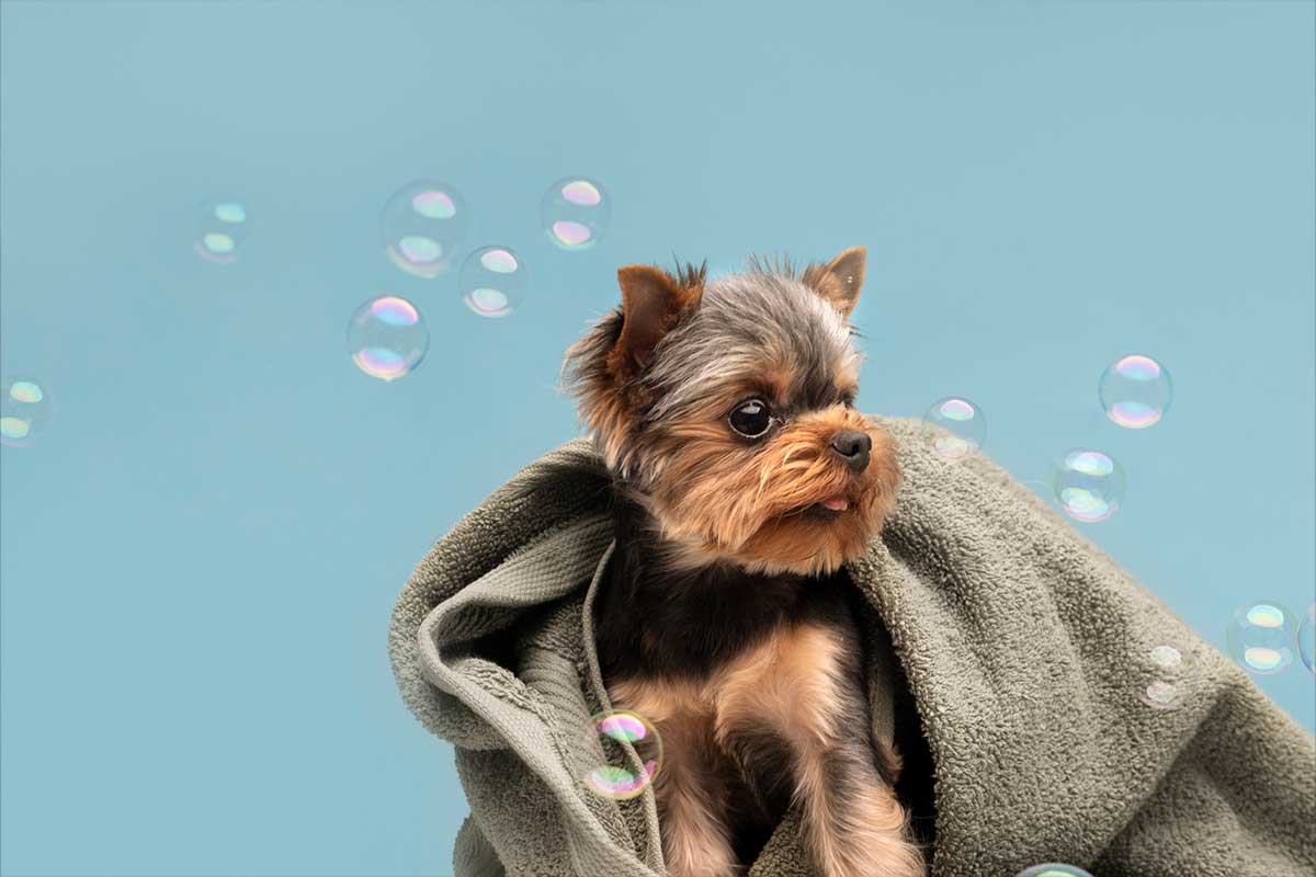 spa canino cerca de mi