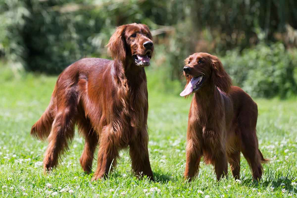 Centro de entrenamiento canino para razas grandes