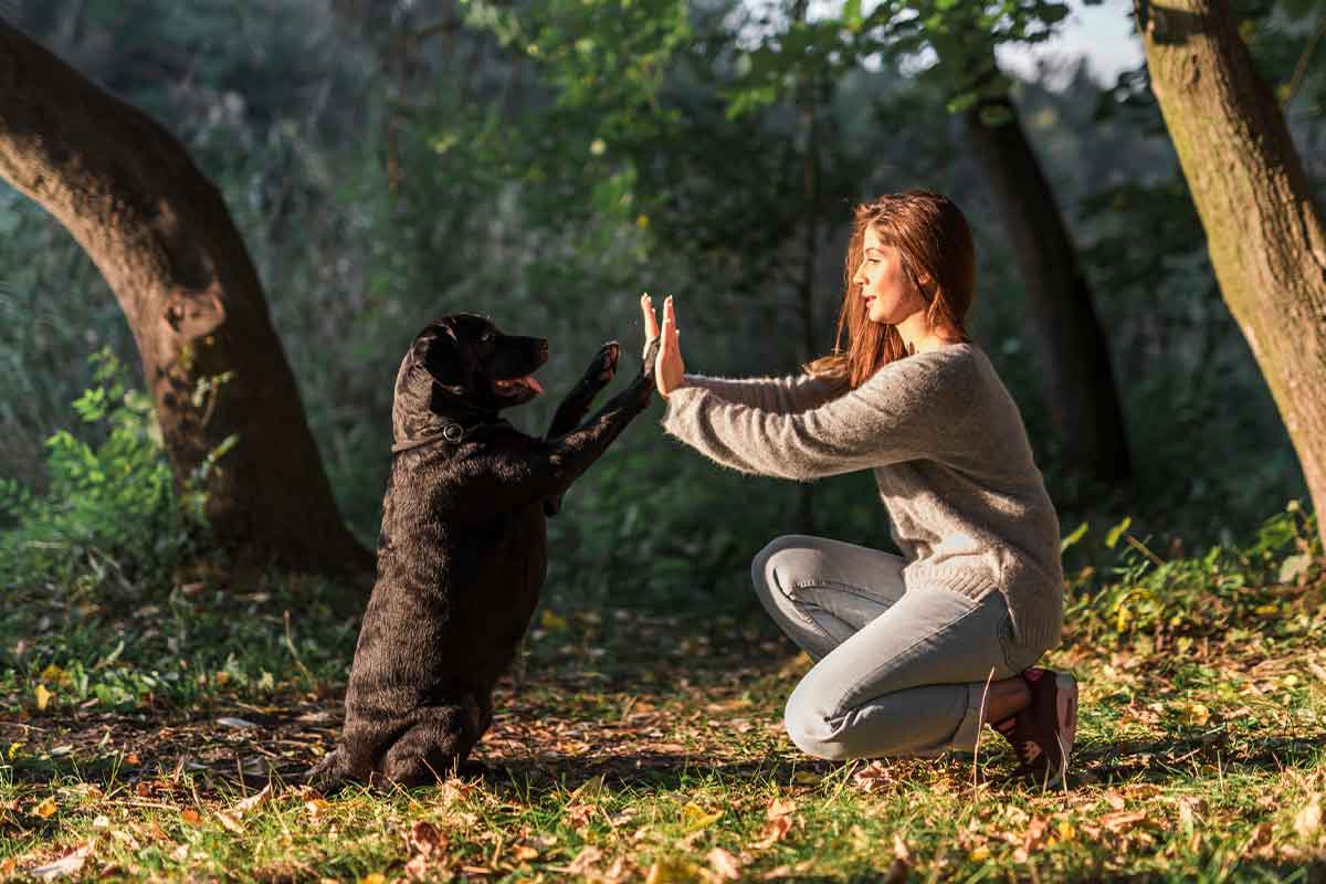 Comandos esenciales que todo perro debe dominar