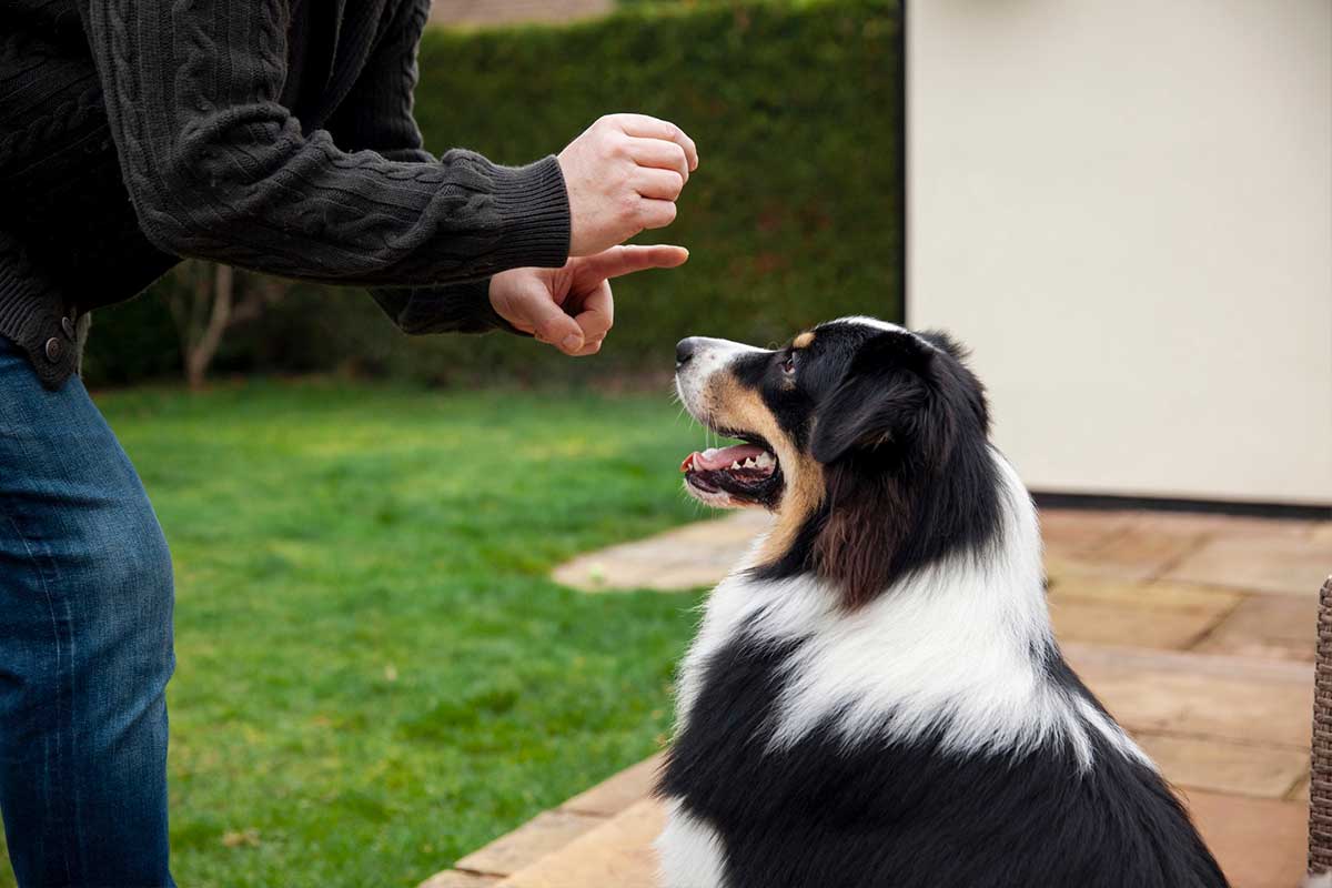 Entrenamiento y conducta canina