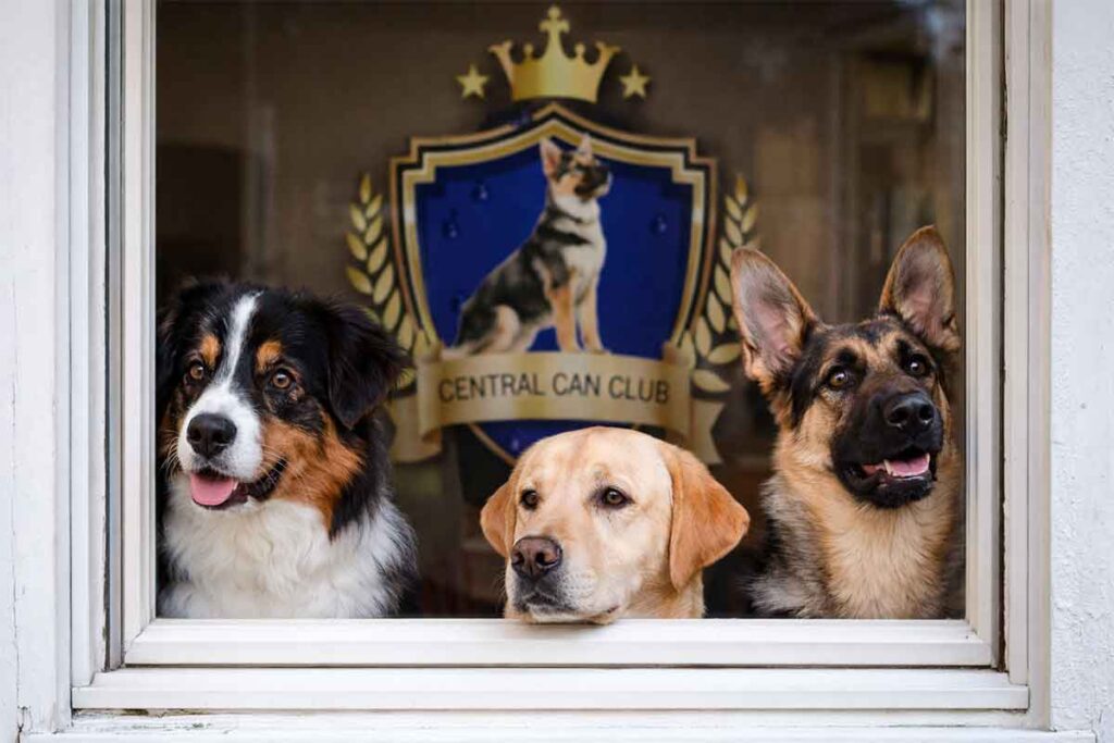 Mejor guardería canina en Bogotá