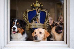 Mejor guardería canina en Bogotá