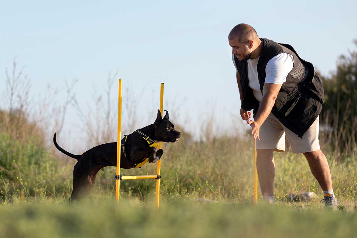 Por qué es fundamental acudir a un Centro de entrenamiento canino